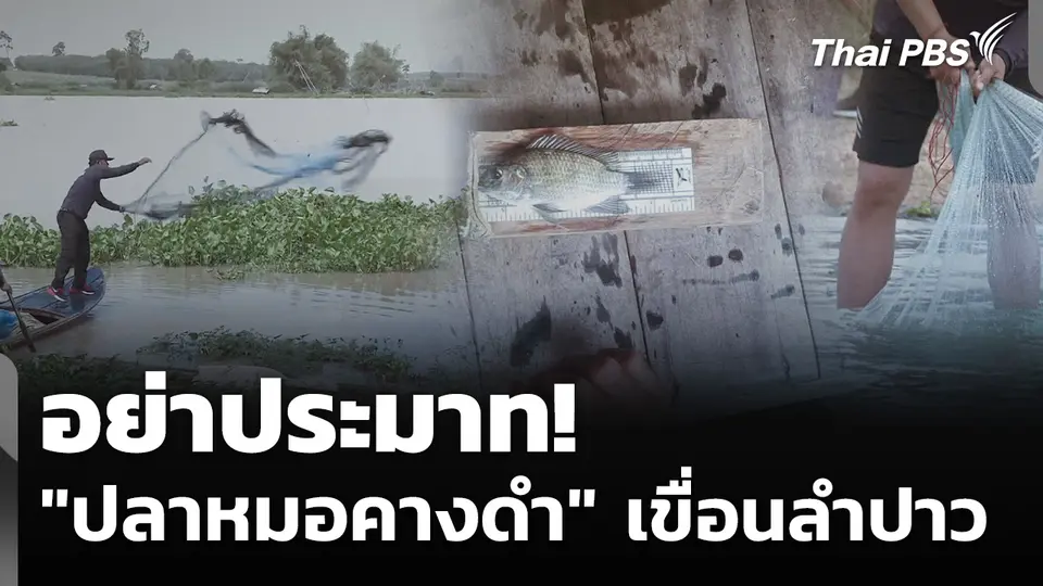 อย่าประมาท! "ปลาหมอคางดำ" เขื่อนลำปาว