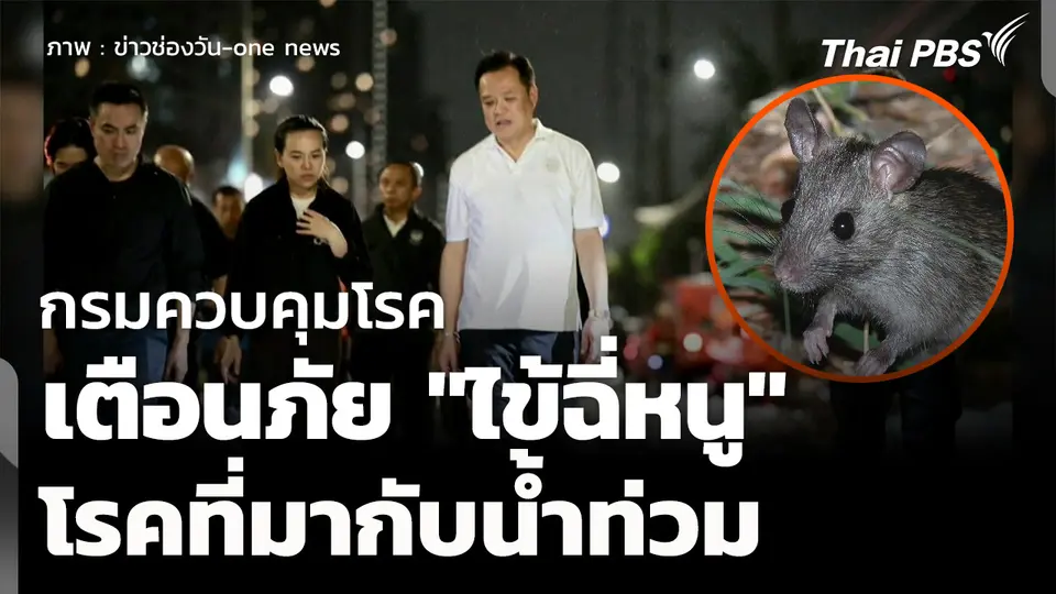 กรมควบคุมโรคเตือนภัย "ไข้ฉี่หนู" โรคที่มากับน้ำท่วม 