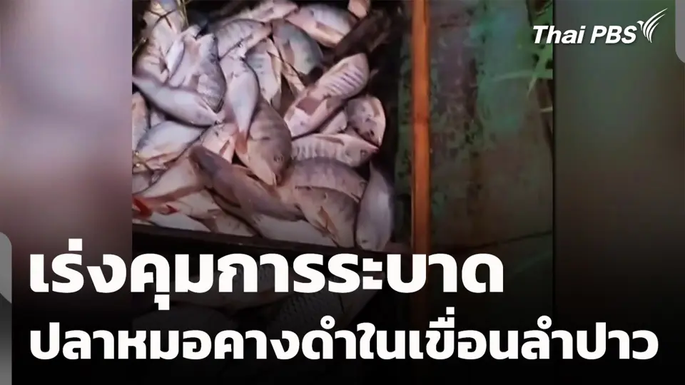 เร่งคุมการระบาดปลาหมอคางดำในเขื่อนลำปาว