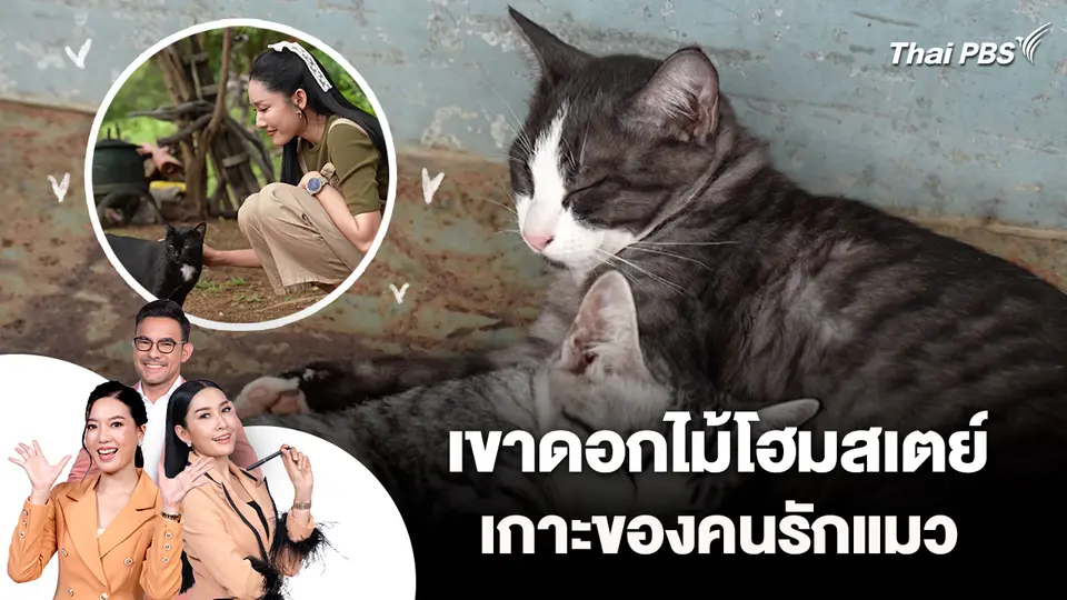 เขาดอกไม้โฮมสเตย์ เกาะของคนรักแมว 