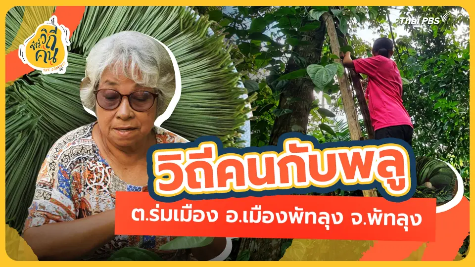ซีรีส์วิถีคน