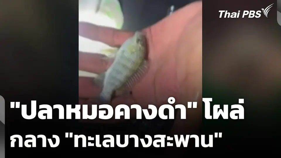 "ปลาหมอคางดำ" โผล่กลาง "ทะเลบางสะพาน"
