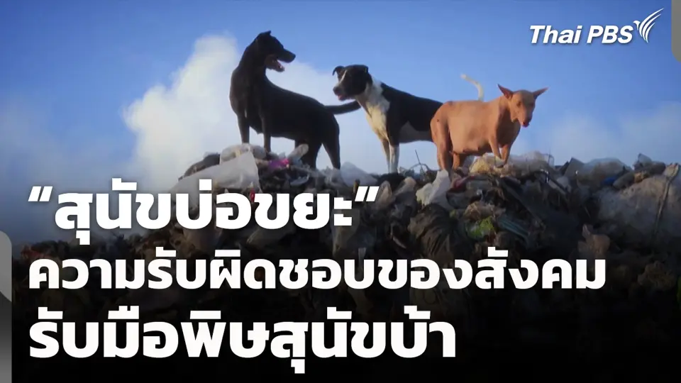 “สุนัขบ่อขยะ” ความรับผิดชอบของสังคม รับมือพิษสุนัขบ้า