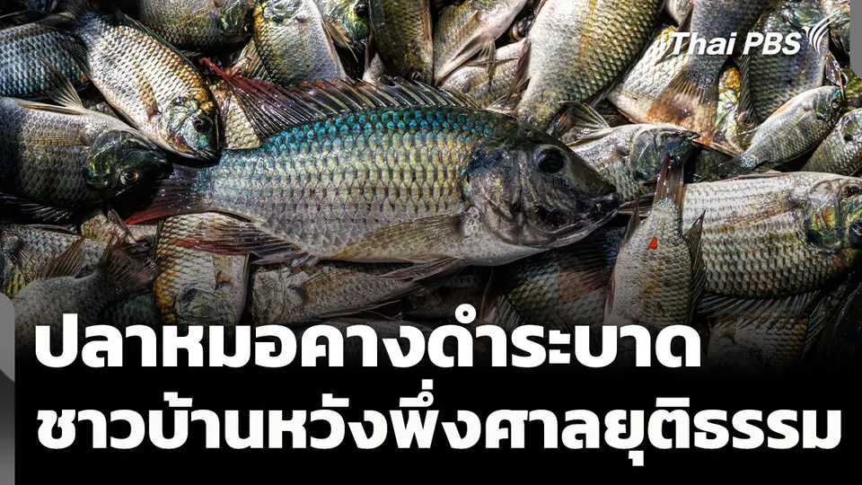ปลาหมอคางดำระบาดไม่หยุด ชาวบ้านหวังพึ่งศาลยุติธรรม