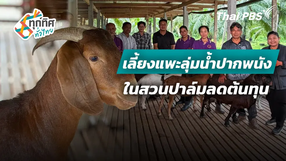เลี้ยงแพะลุ่มน้ำปากพนังในสวนปาล์มลดต้นทุน