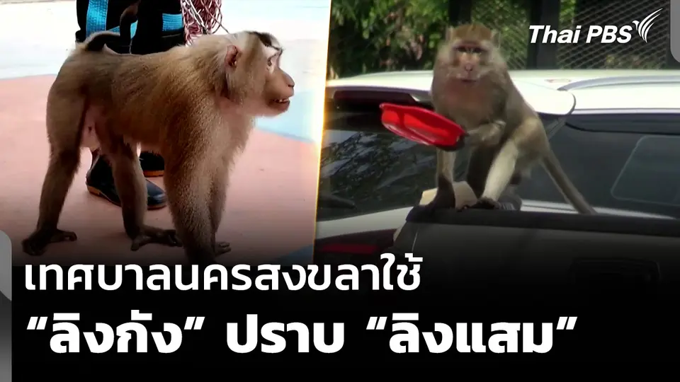 เทศบาลนครสงขลาใช้ “ลิงกัง” ปราบ “ลิงแสม”