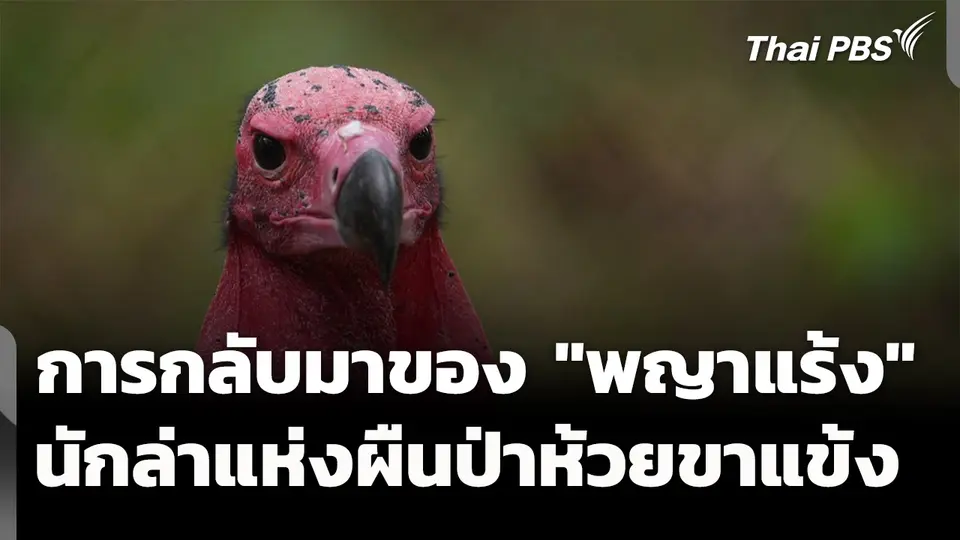 การกลับมาของ "พญาแร้ง" สัตว์ปีกนักล่า แห่งผืนป่าห้วยขาแข้ง
