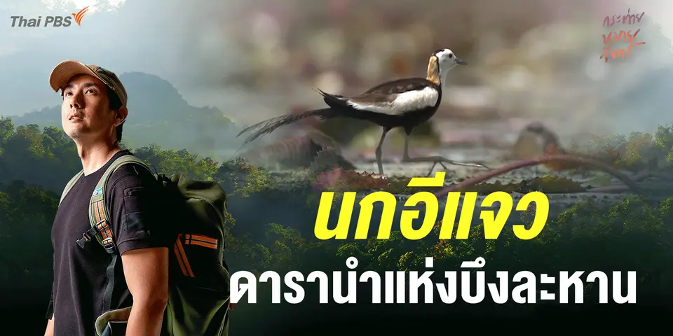 ซุ่มรอ...นกอีแจว | Full frame กระต่ายหมายจันทร์ 