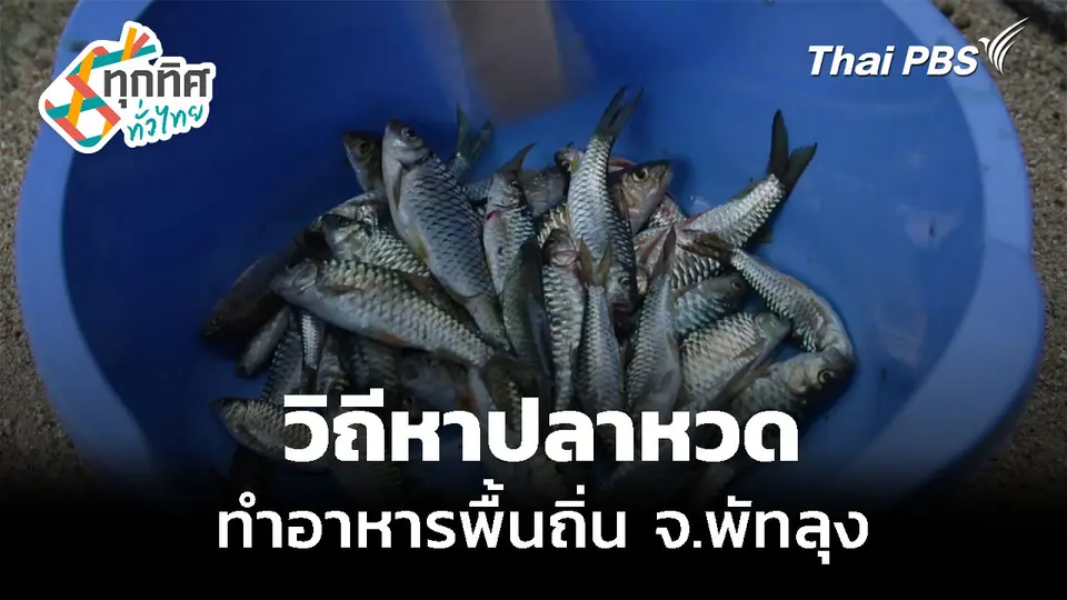 วิถีหาปลาหวด ทำอาหารพื้นถิ่น จ.พัทลุง