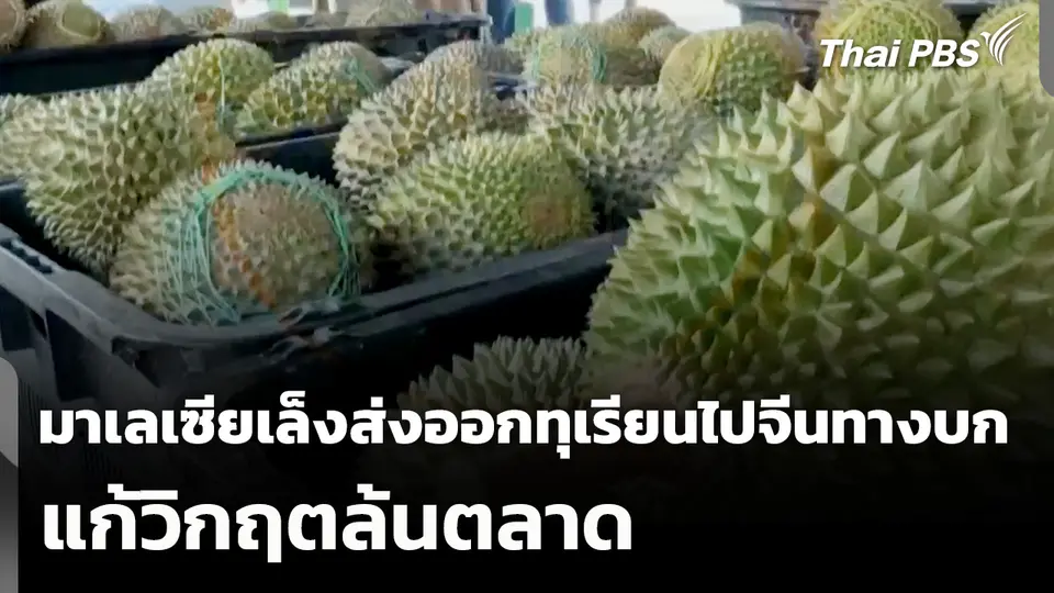 มาเลเซียเล็งส่งออกทุเรียนไปจีนทางบกแก้วิกฤตล้นตลาด
