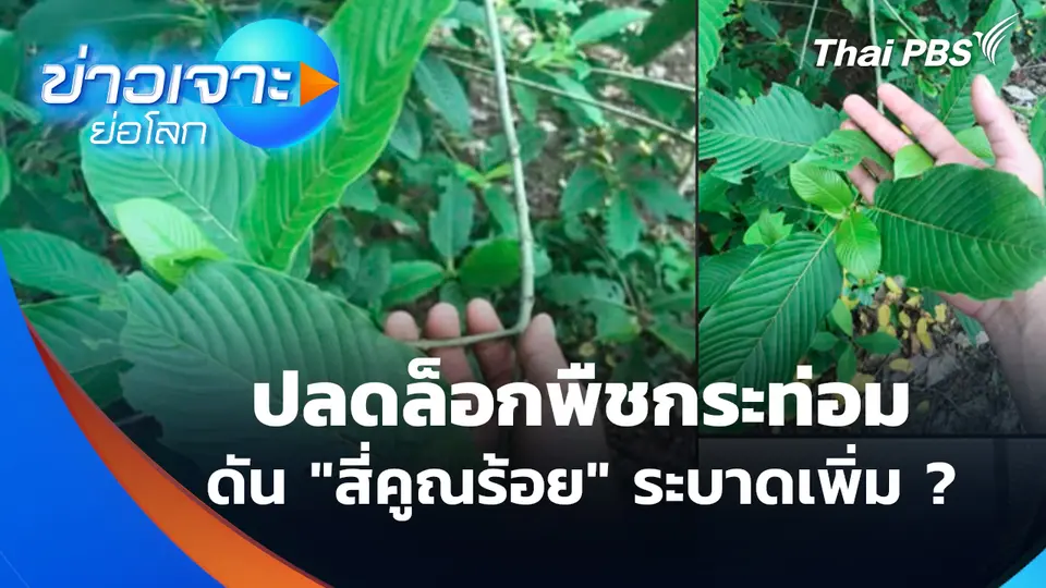 ปลดล็อกพืชกระท่อม ดัน "สี่คูณร้อย" ระบาดเพิ่ม ? 