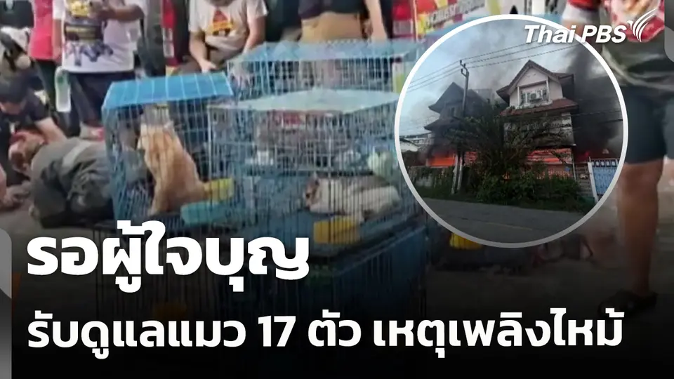 รอผู้ใจบุญรับช่วงดูแลแมว 17 ตัว เหตุเพลิงไหม้