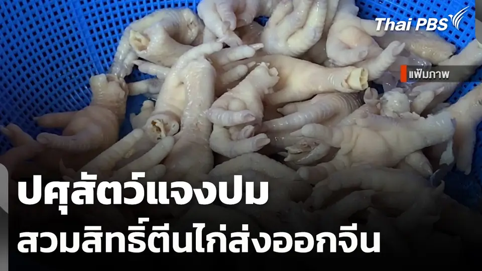 ปศุสัตว์แจงปม สวมสิทธิ์ตีนไก่ส่งออกจีน