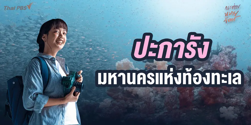 ปะการัง มหานครแห่งท้องทะเล | Full frame กระต่ายหมายจันทร์ 