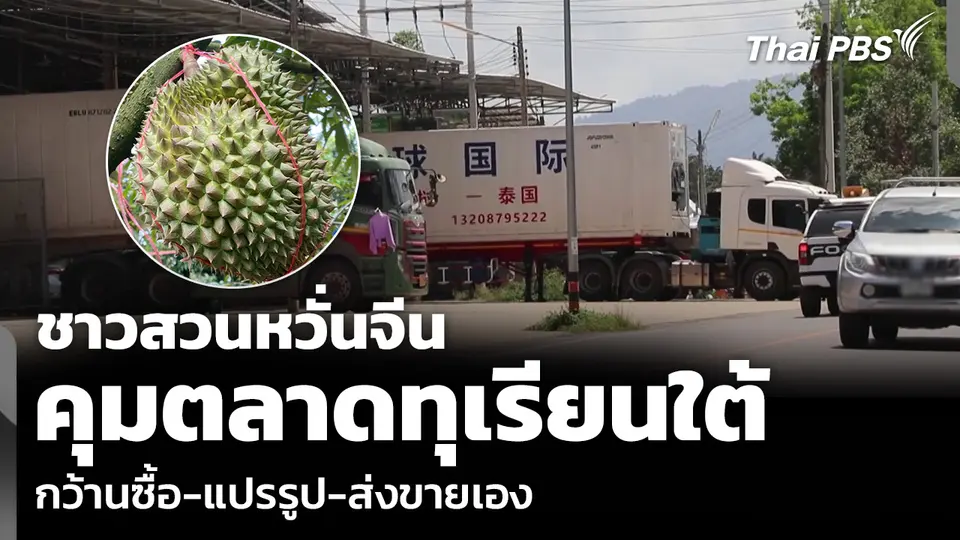ชาวสวนหวั่นจีน คุมตลาดทุเรียนใต้เบ็ดเสร็จ กว้านซื้อ-แปรรูป-ส่งขายเอง
