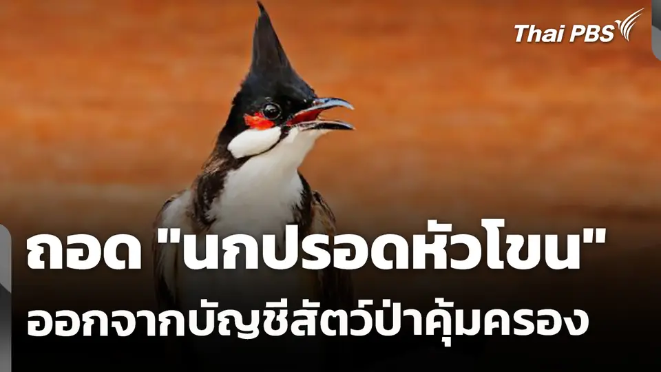 ครม. ถอด "นกปรอดหัวโขน" ออกจากบัญชีสัตว์ป่าคุ้มครอง