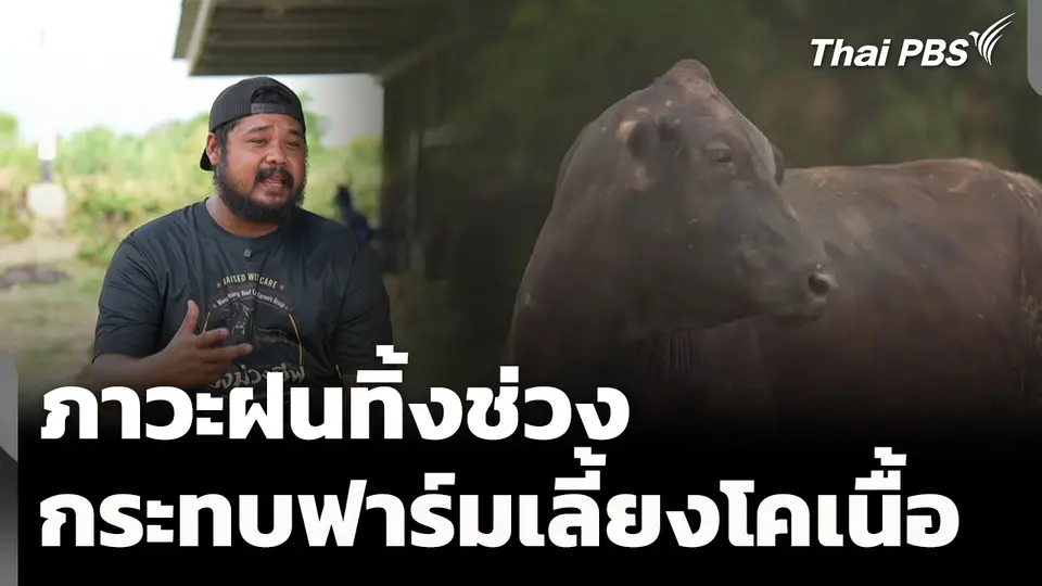 ฝนทิ้งช่วงกระทบฟาร์มเลี้ยงโคเนื้อ จ.สระบุรี
