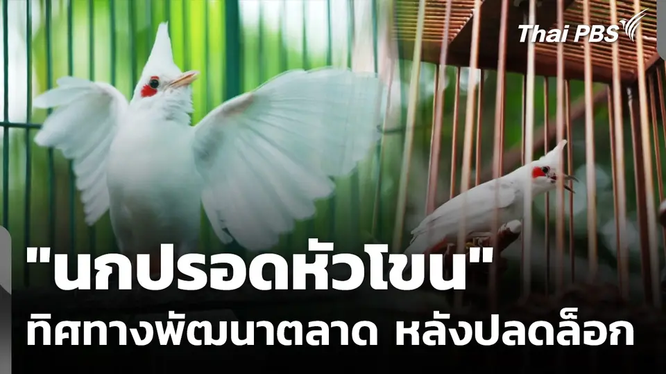 ทิศทางพัฒนาตลาด "นกปรอดหัวโขน" หลังปลดล็อก