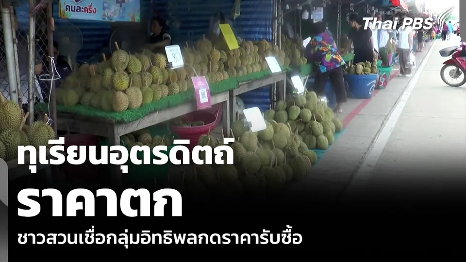 ทุเรียนอุตรดิตถ์ ราคาตก ชาวสวนเชื่อกลุ่มอิทธิพลกดราคารับซื้อ