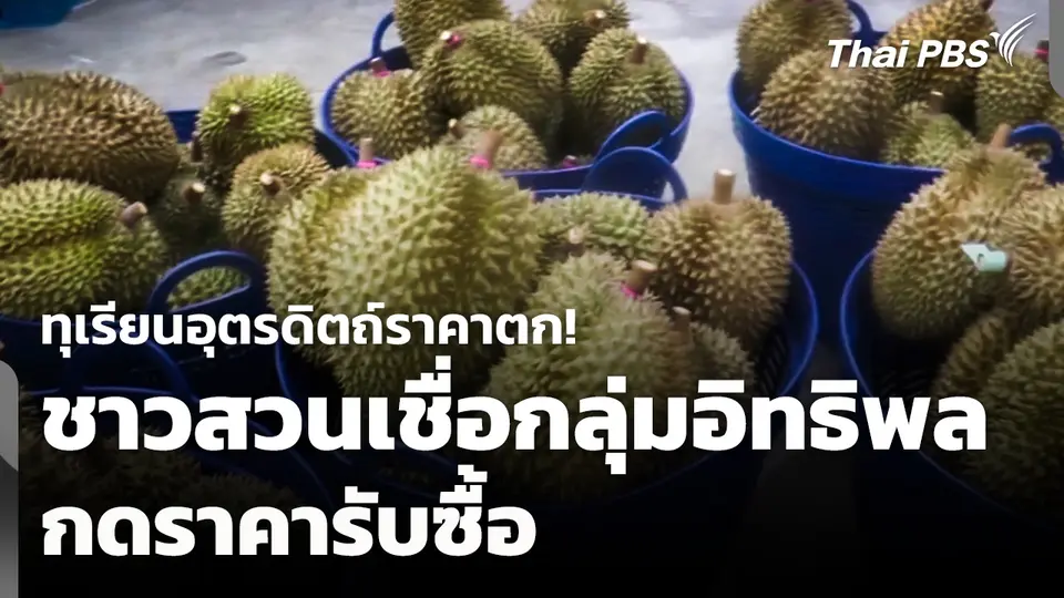 ทุเรียนอุตรดิตถ์ราคาตก! ชาวสวนเชื่อกลุ่มอิทธิพลกดราคารับซื้อ