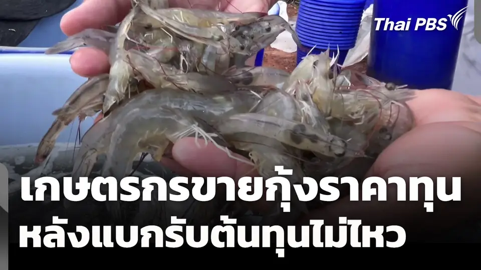 เจ้าของบ่อกุ้ง จ.ตรัง จับกุ้งขายราคาทุน หลังแบกรับต้นทุนไม่ไหว
