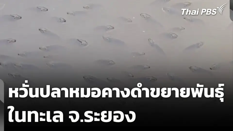 หวั่นปลาหมอคางดำขยายพันธุ์ในทะเล จ.ระยอง