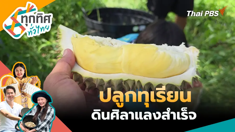 ปลูกทุเรียนดินศิลาแลงสำเร็จ