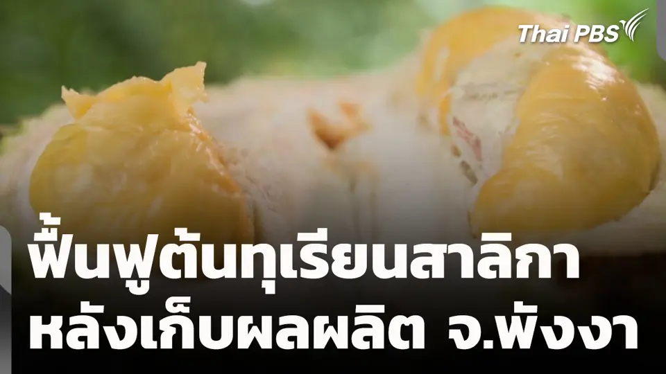 ฟื้นฟูต้นทุเรียนสาลิกาหลังเก็บผลผลิต จ.พังงา