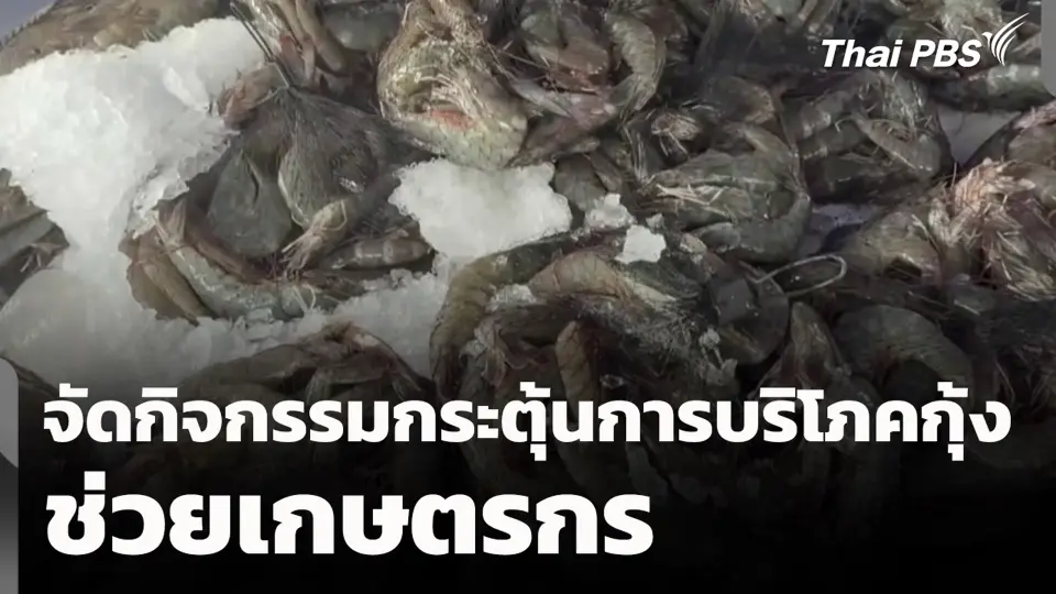 จัดกิจกรรมกระตุ้นการบริโภคกุ้งช่วยเกษตรกร