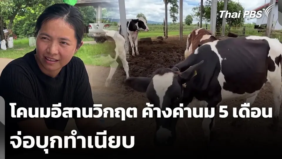 โคนมอีสานวิกฤต ค้างค่านม 5 เดือน จ่อบุกทำเนียบ