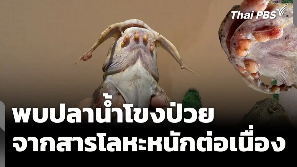 ยังพบปลาน้ำโขงป่วย-ปนเปื้อนสารโลหะหนักต่อเนื่อง