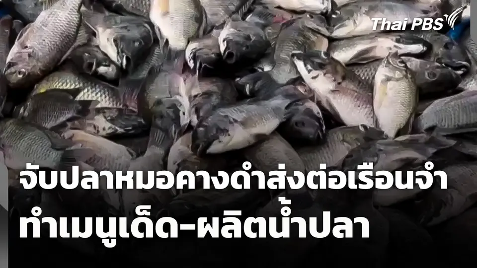 จับปลาหมอคางดำส่งต่อเรือนจำทำเมนูเด็ด-ผลิตน้ำปลา 
