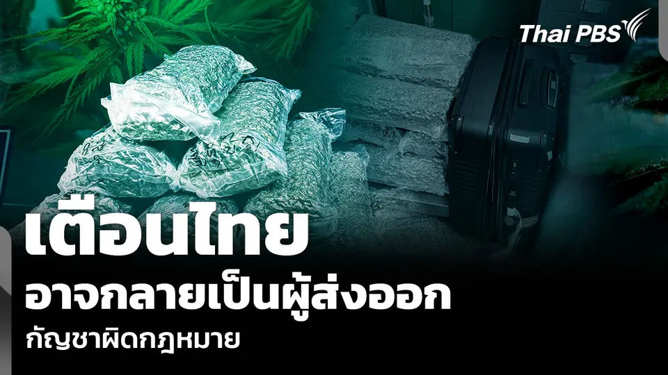 เตือนไทย อาจกลายเป็นผู้ส่งออก กัญชาผิดกฎหมาย