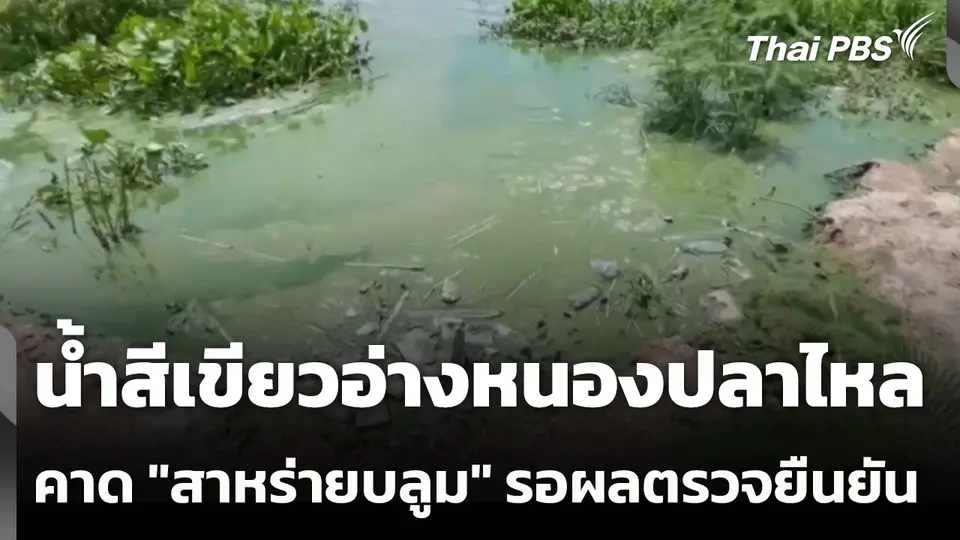 น้ำสีเขียวอ่างหนองปลาไหล คาด "สาหร่ายบลูม" รอผลตรวจยืนยัน
