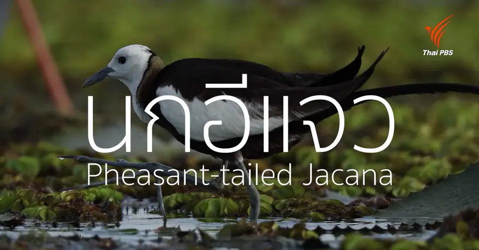 ซุ่มรอ...นกอีแจว | Full frame กระต่ายหมายจันทร์ 