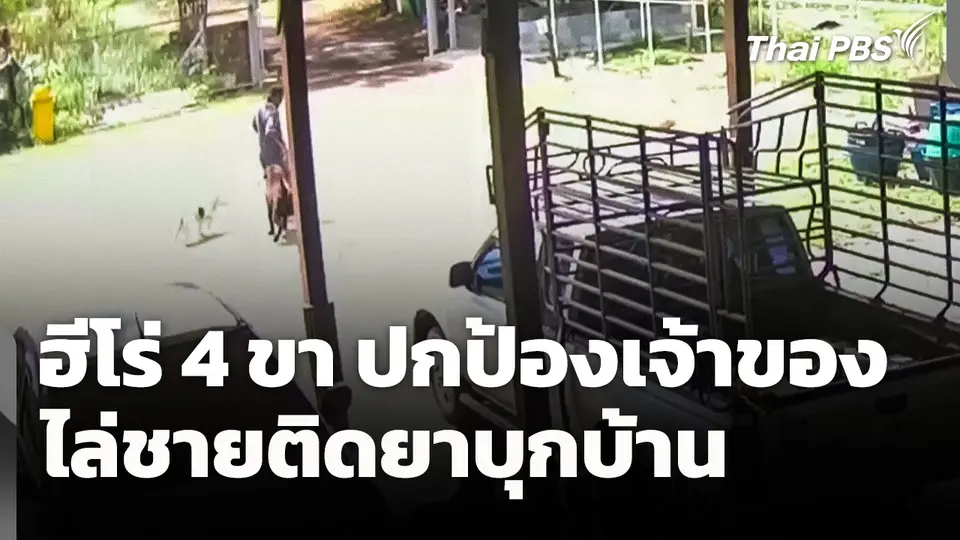 ฮีโร่ 4 ขา "บางแก้ว-ลาบราดอร์" ปกป้องชายติดยาบุกบ้าน 