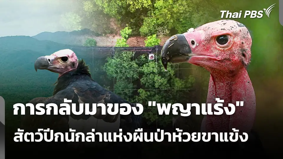 การกลับมาของ "พญาแร้ง" สัตว์ปีกนักล่าแห่งผืนป่าห้วยขาแข้ง