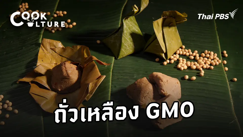ถั่วเหลือง GMO