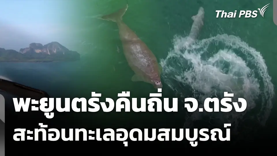 พะยูนตรังคืนถิ่น จ.ตรัง สะท้อนทะเลอุดมสมบูรณ์
