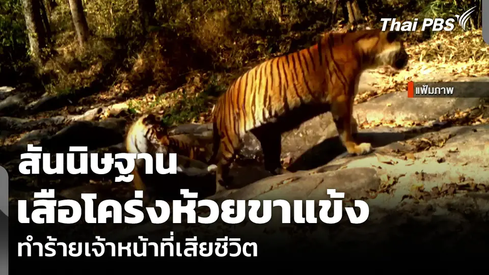 สันนิษฐานเสือโคร่งห้วยขาแข้ง ทำร้ายเจ้าหน้าที่เสียชีวิต