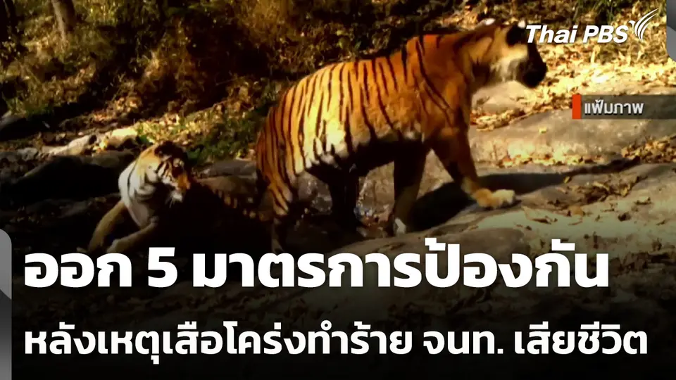 ออก 5 มาตรการป้องกัน หลังเหตุเสือโคร่งห้วยขาแข้งทำร้ายเจ้าหน้าที่เสียชีวิต