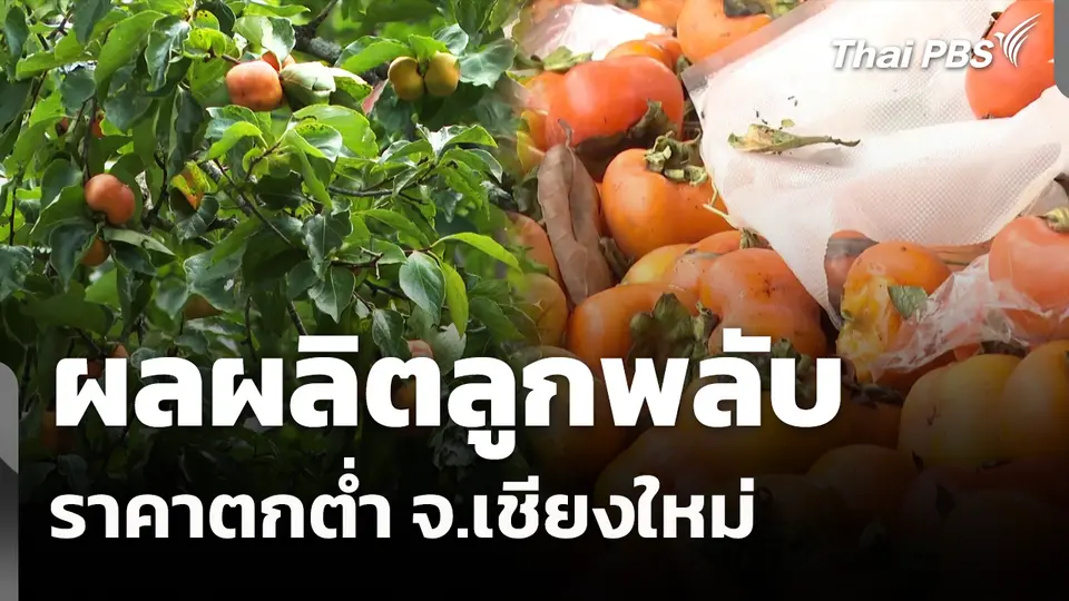 ผลผลิตลูกพลับ ราคาตกต่ำ จ.เชียงใหม่