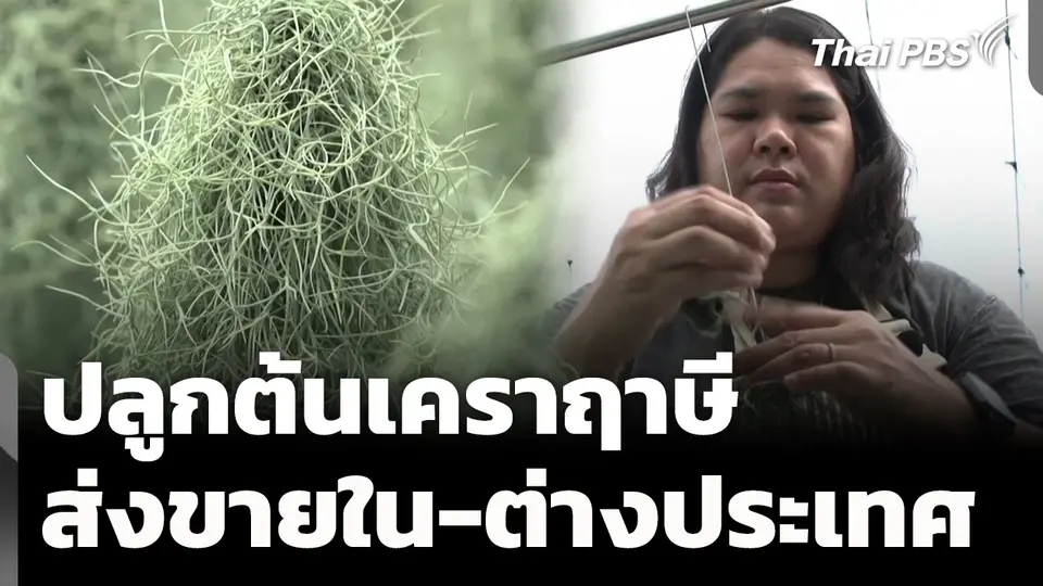 ปลูกต้นเคราฤาษี ส่งขายในและต่างประเทศ จ.นครปฐม 