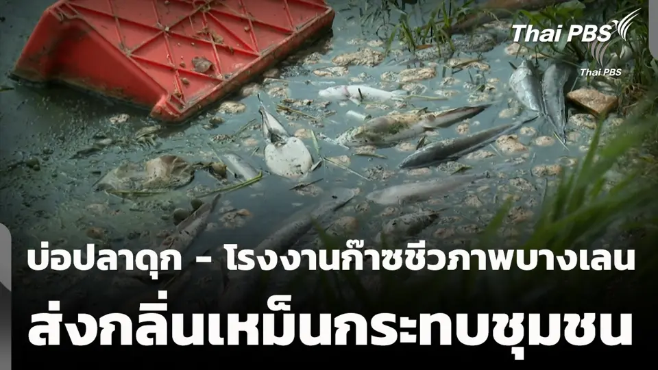 ร้อง! บ่อปลาดุก - โรงงานก๊าซชีวภาพบางเลน ส่งกลิ่นเหม็นกระทบชุมชน