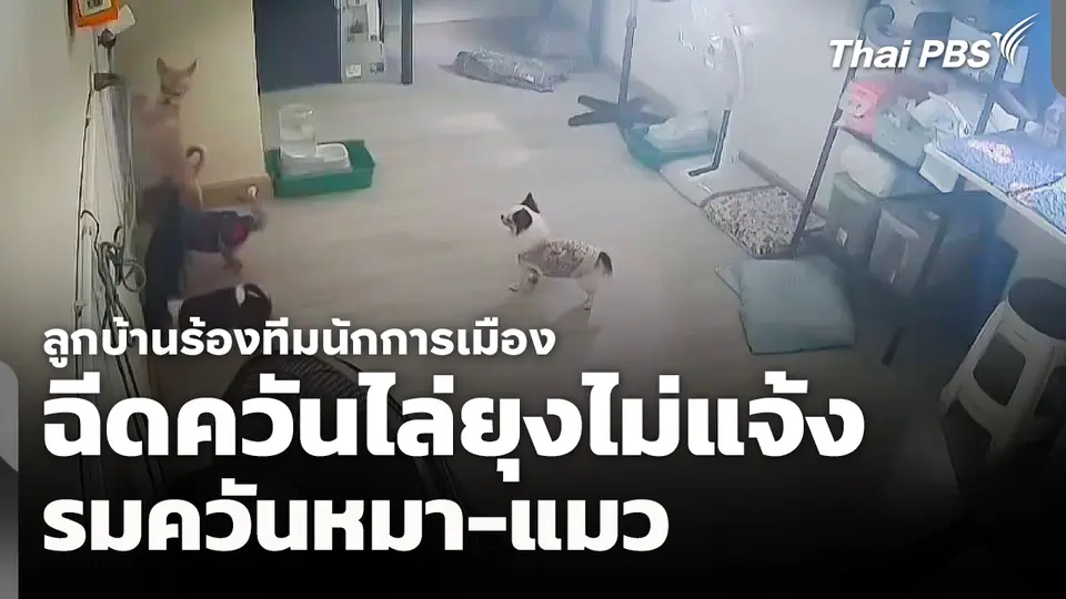 ลูกบ้านร้อง "ทีมนักการเมือง" ฉีดควันไล่ยุงไม่แจ้ง รมควันหมา-แมว