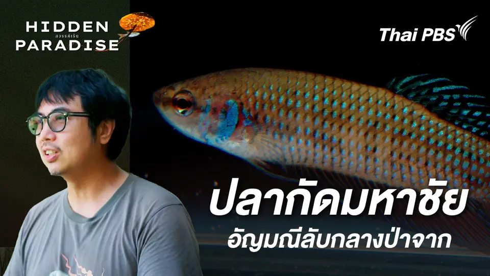 ปลากัดมหาชัย อัญมณีลับกลางป่าจาก