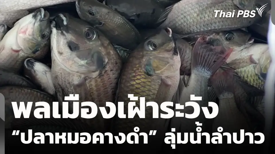 พลเมืองเฝ้าระวัง “ปลาหมอคางดำ” ลุ่มน้ำลำปาว