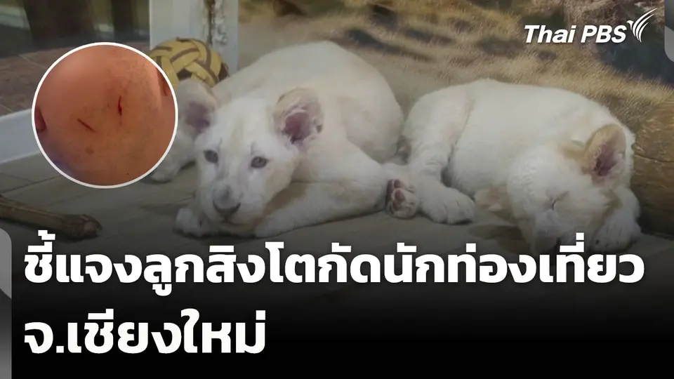 ชี้แจงลูกสิงโตกัดนักท่องเที่ยว จ.เชียงใหม่