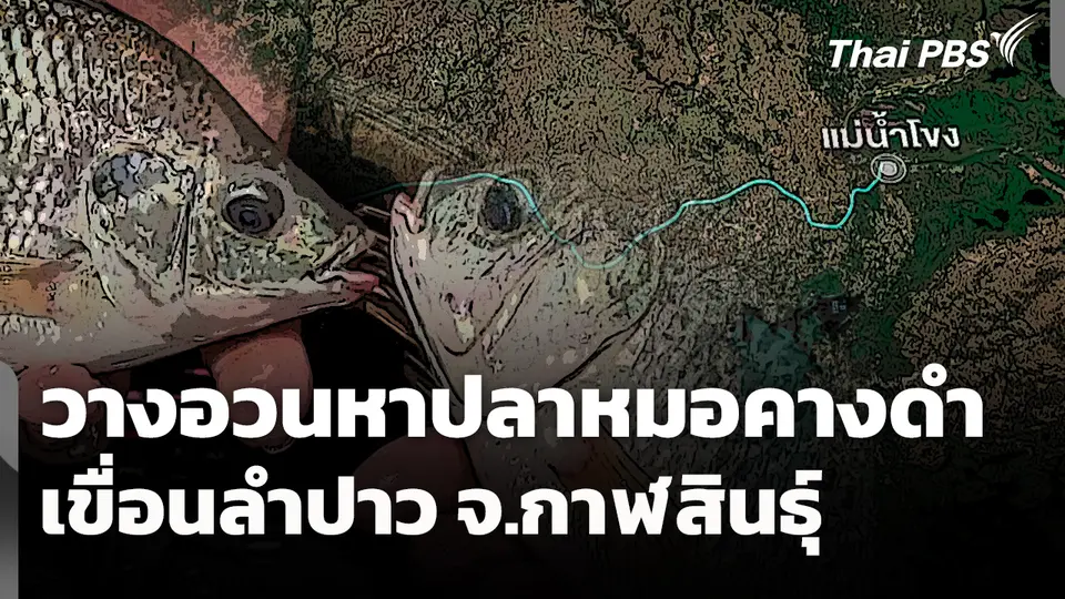 ประมงวางอวนหา "ปลาหมอคางดำ" เขื่อนลำปาว จ.กาฬสินธุ์ 