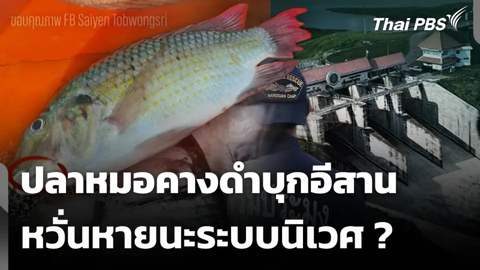 ปลาหมอคางดำบุกอีสาน หวั่นหายนะระบบนิเวศ ซ้ำรอย 19 จ.